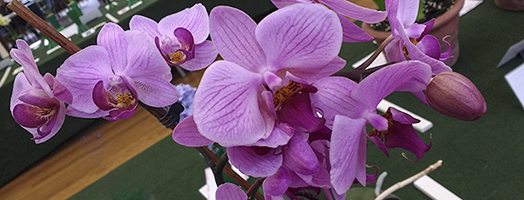 Pot plant, Orchid